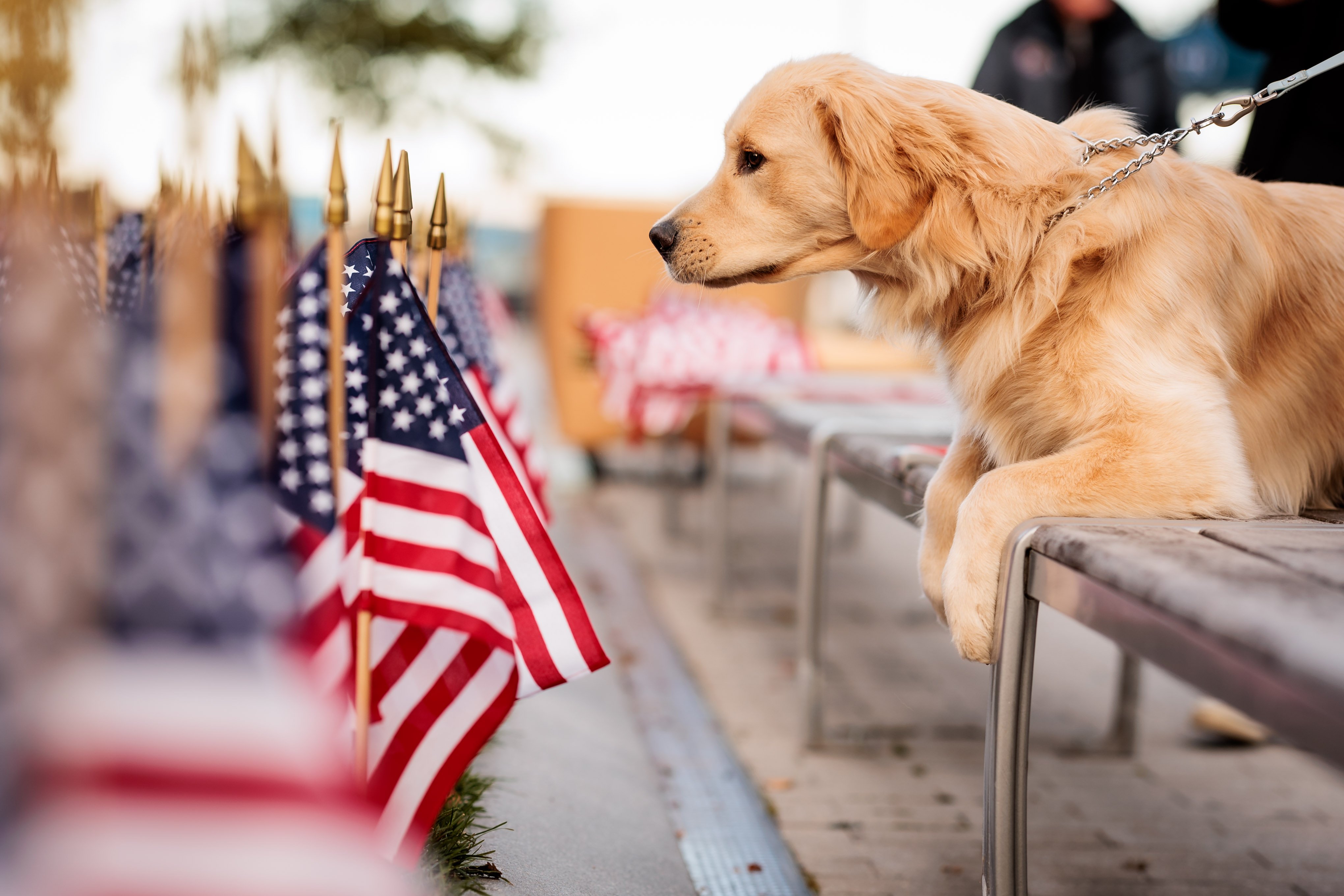 20231108_NG_MAFH_VeteransDay_FlagPlanting_0220